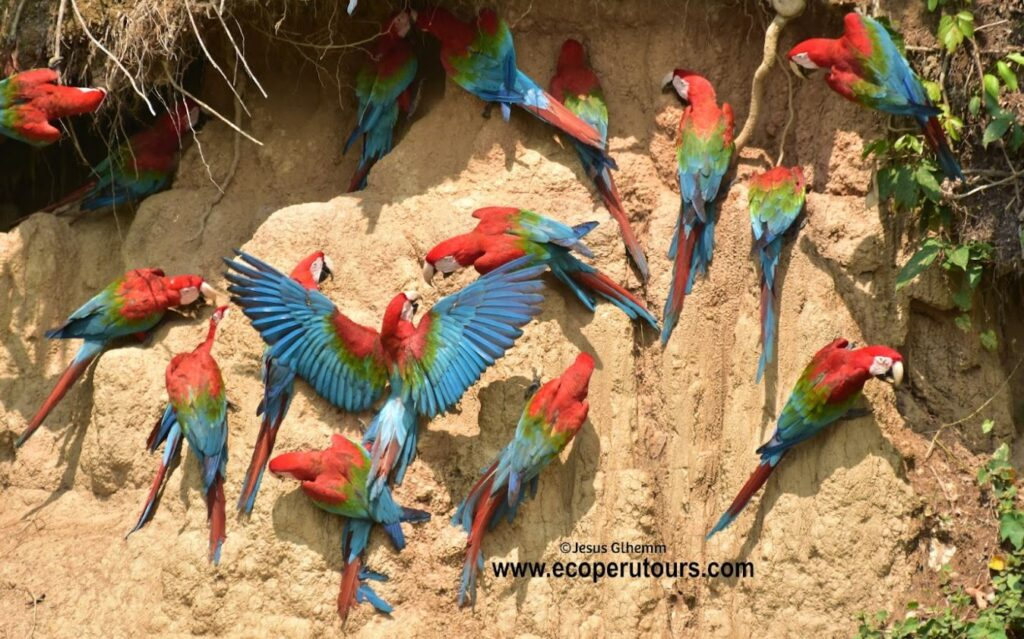 Birdwatching: An Amazing Experience in Manu National Park