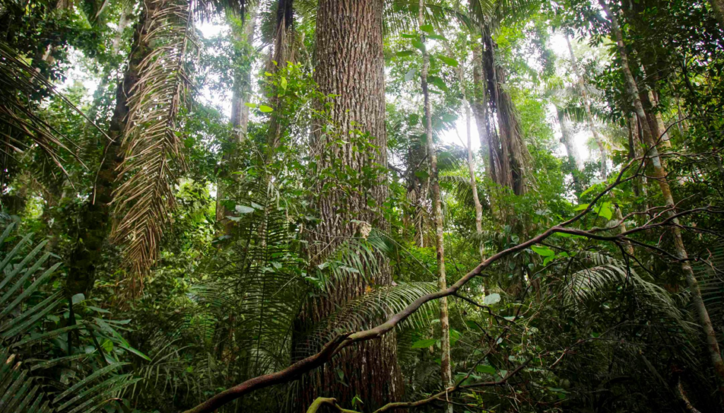 La Flora en el Parque Nacional del Manu