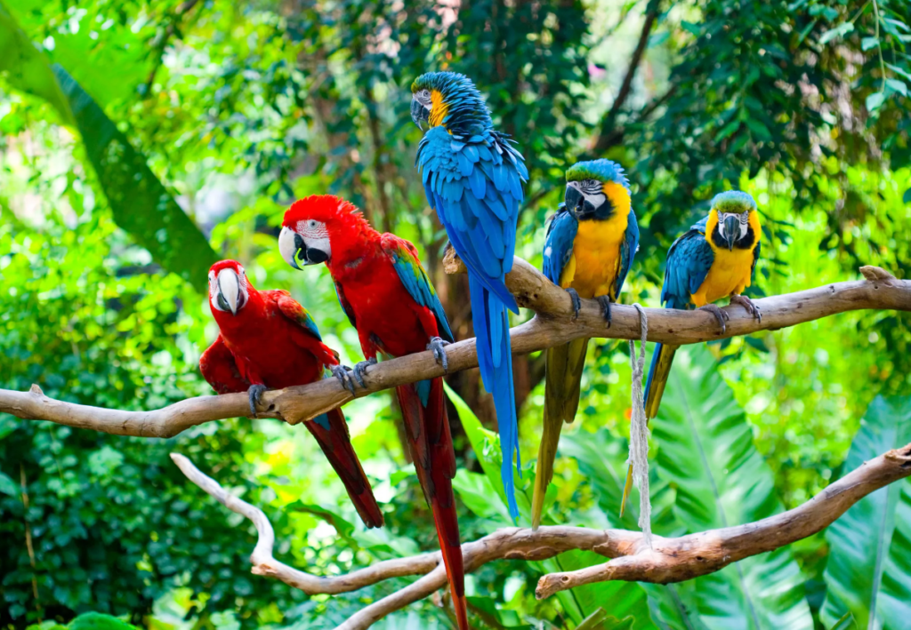 Fauna en el Parque Nacional del Manu