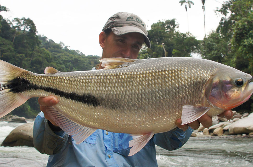 Peces y vida acuática del Parque Nacional del Manu
