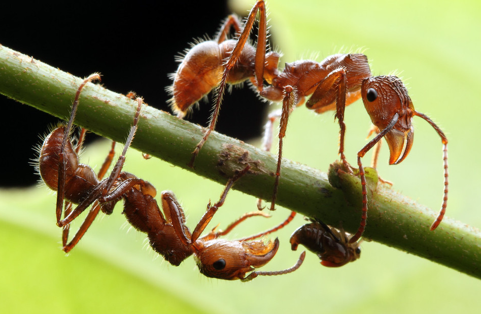 Insectos y artrópodos en el Parque Nacional del Manu