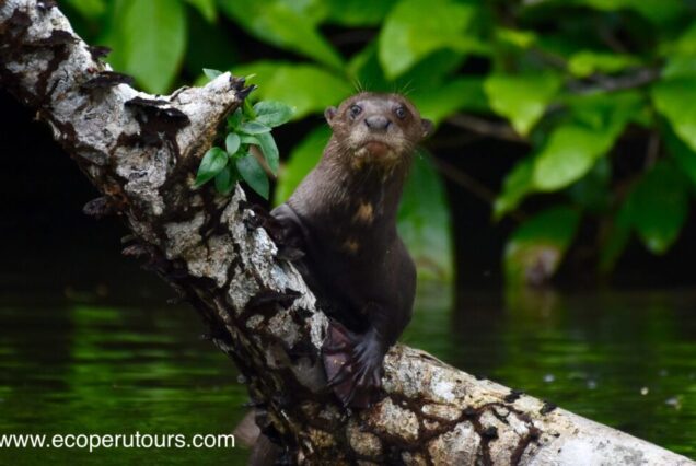 Manu 8 Dias y 7 Noches
