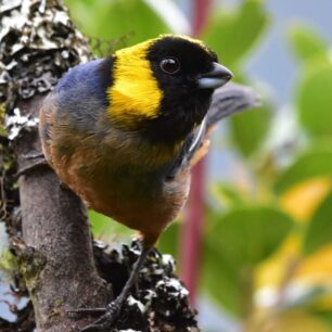 Vogelbeobachtung cusco