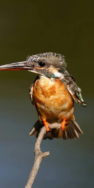 pexels-aotak-17876954