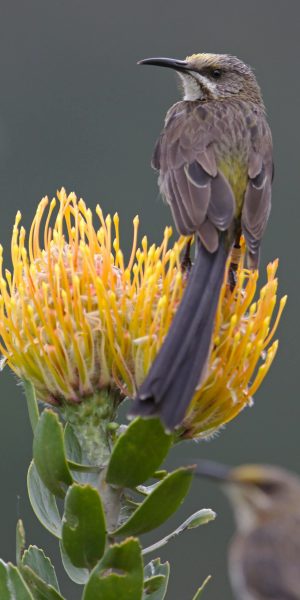 pexels-dkeats-32632635