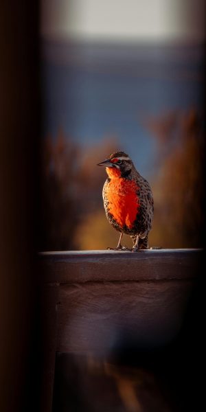 pexels-emareynares-18160051