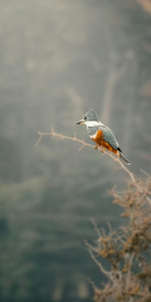 pexels-ezequielmimanl-33092464